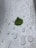 a green leaf sitting on top of a puddle of water