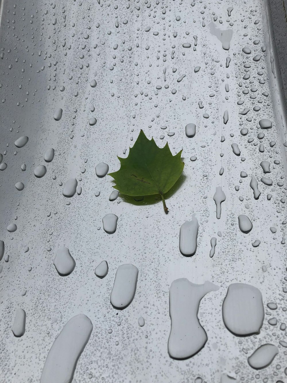 a green leaf sitting on top of a puddle of water