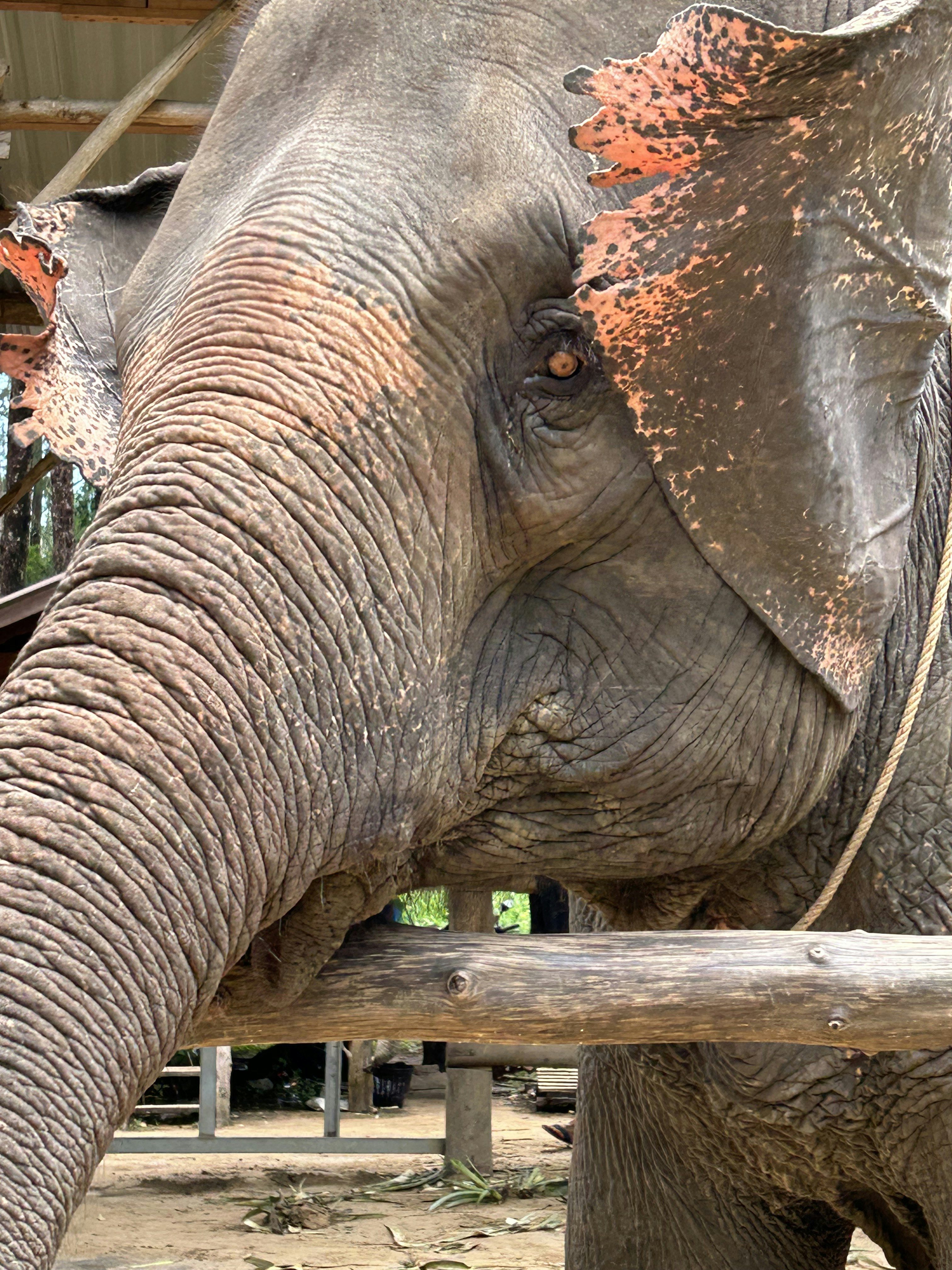 Los Elefantes – Curiosidades poco conocidas