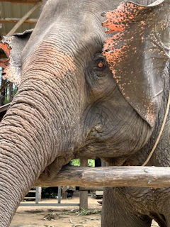Close-up of a child listening attentively to an echosafari audioguide near the elephant enclosure.