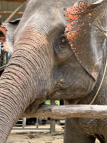 Close-up of a child listening attentively to an echosafari audioguide near the elephant enclosure.