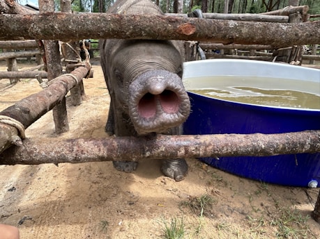 A young elephant is inside a rustic wooden enclosure, standing on sandy ground. The elephant is facing the camera with its trunk partly raised, revealing the pink interior of its trunk. To the right is a large blue container filled with water, surrounded by additional wooden fencing. In the background, trees can be seen, providing a natural setting.