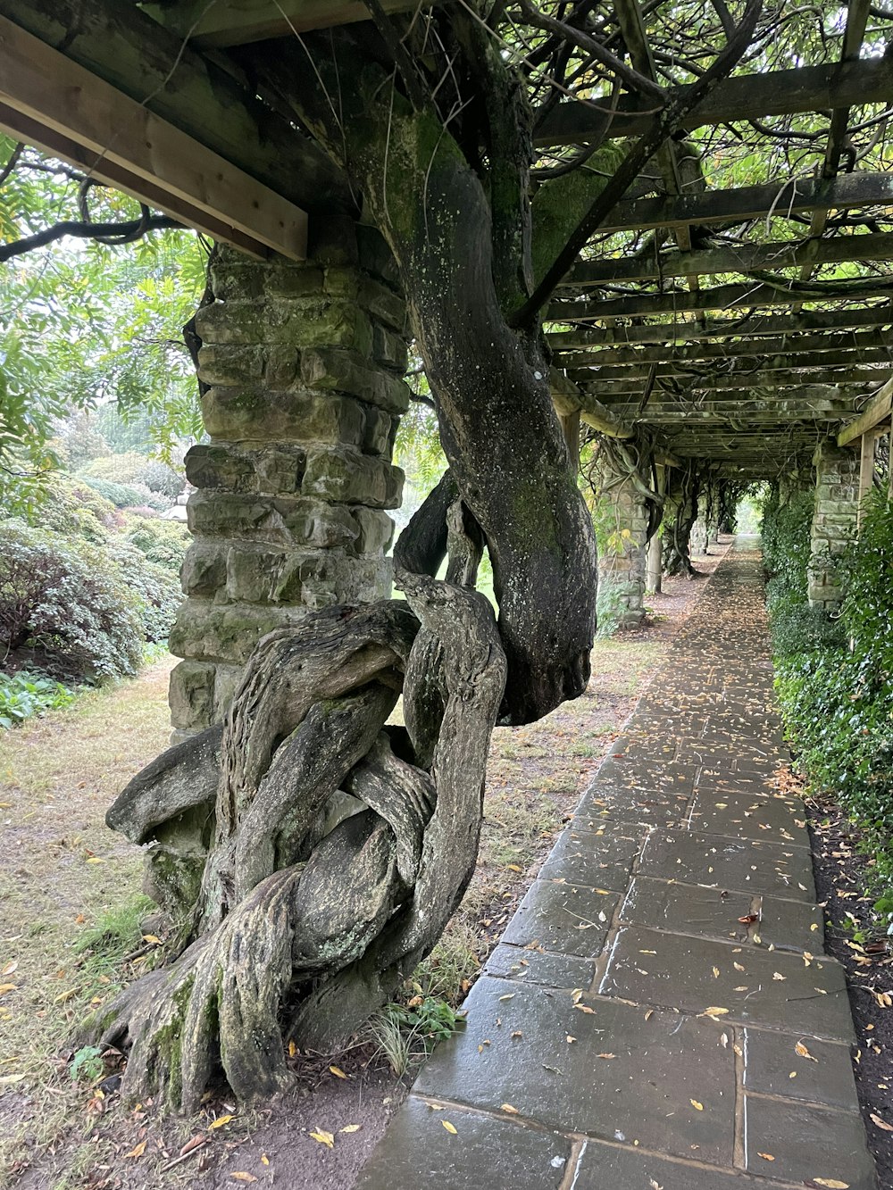 una struttura in pietra con un albero che cresce da essa