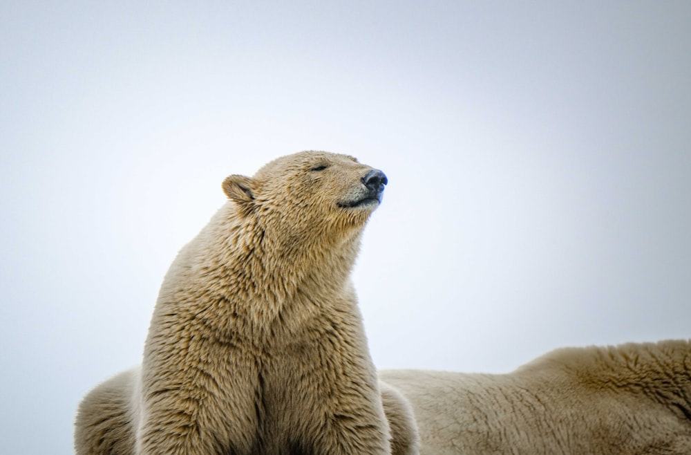 two polar bears standing next to each other
