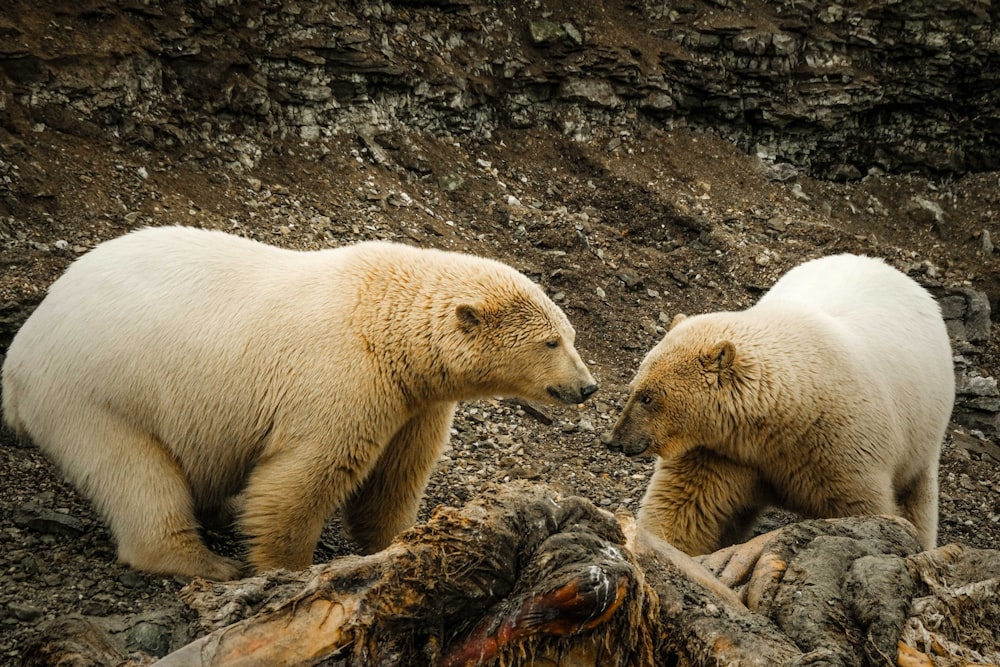 two white polar bears standing next to each other