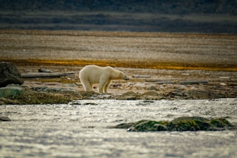 A polar bear is walking along a rocky shoreline, with a blend of water and land visible. The background includes a dark and barren landscape, with scattered rocks and driftwood.