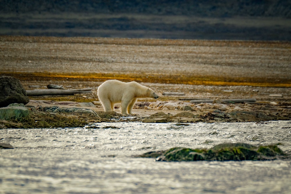 a polar bear walking across a river next to rocks