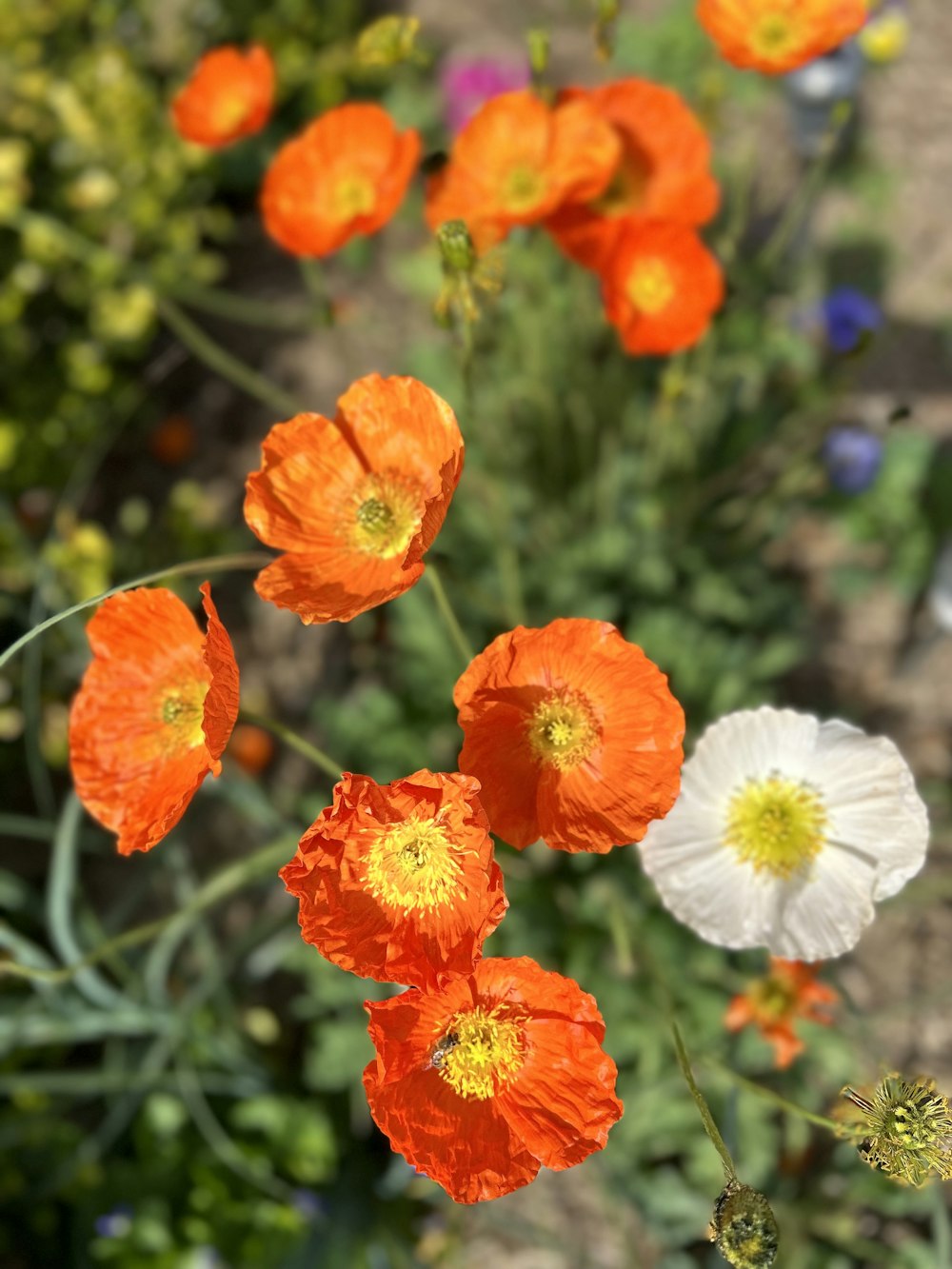 a group of orange and white flowers in a garden