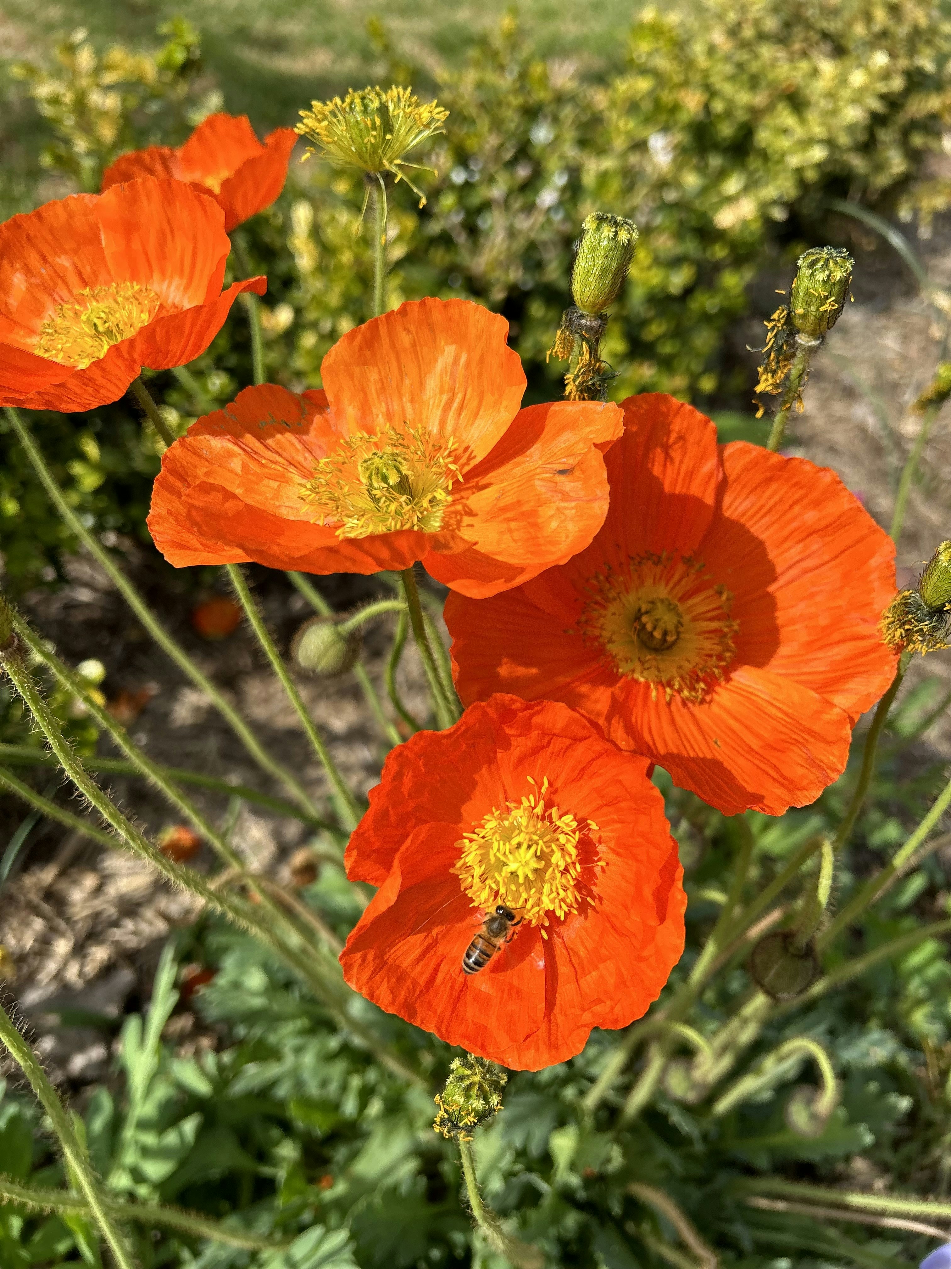 a close up of a bunch of flowers in a field