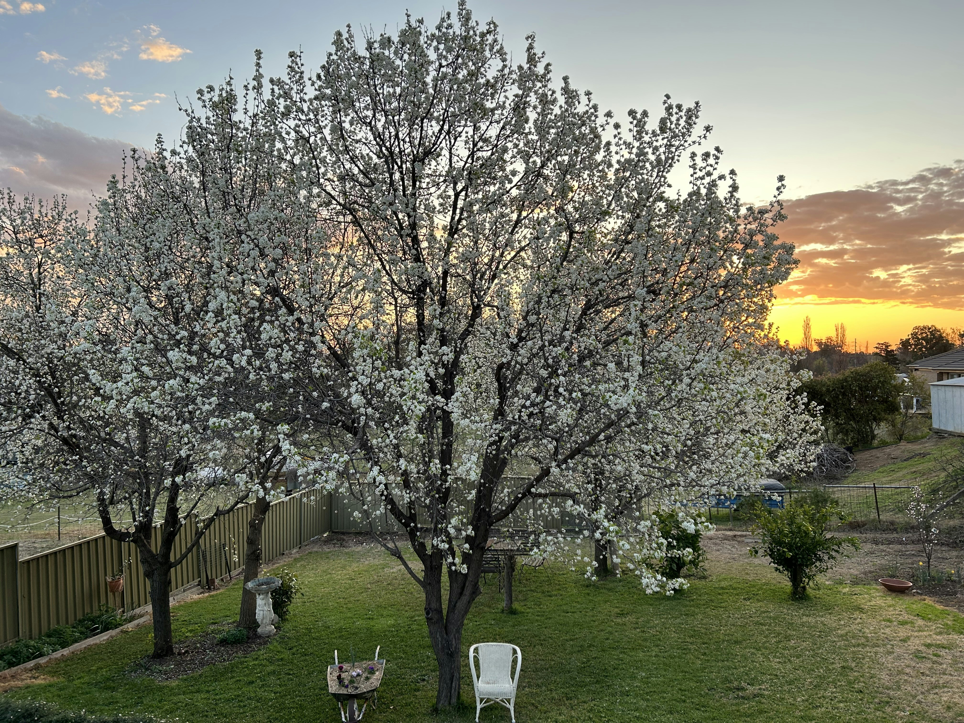 a tree with white flowers in a yard