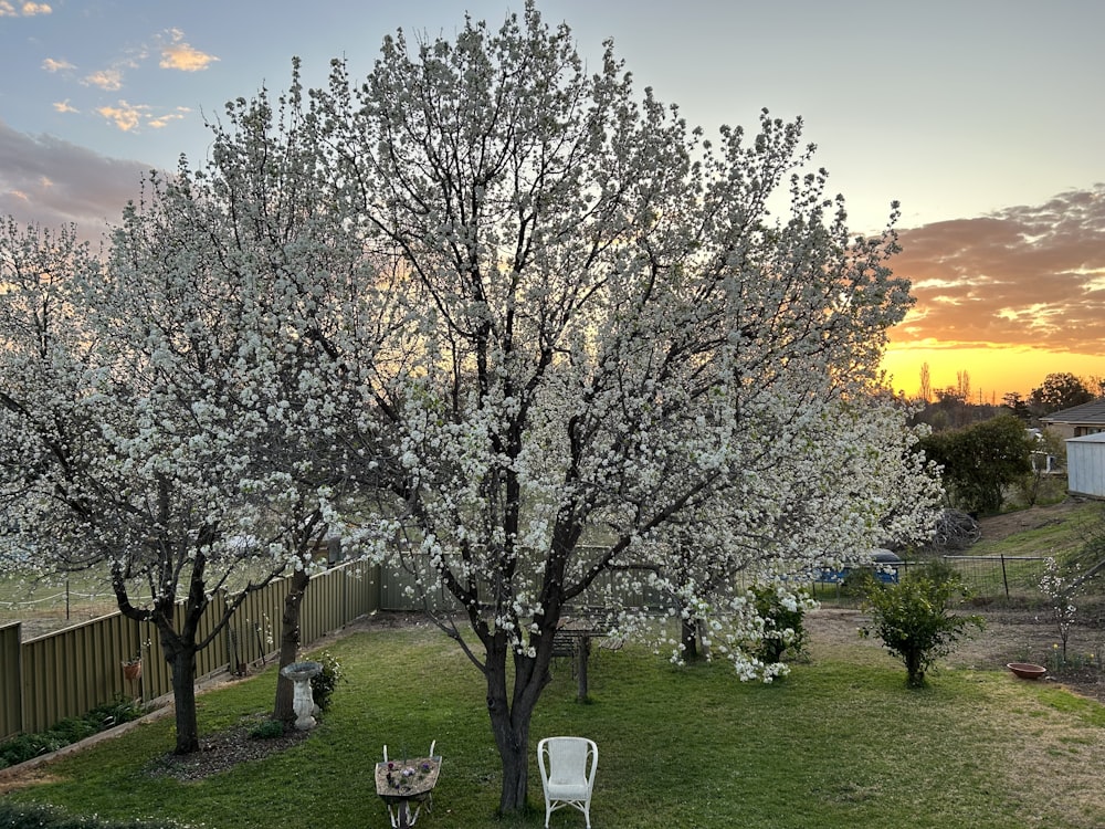 a tree with white flowers in a yard