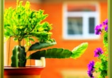 A vibrant plant in a decorative pot brightening up a cozy living room.