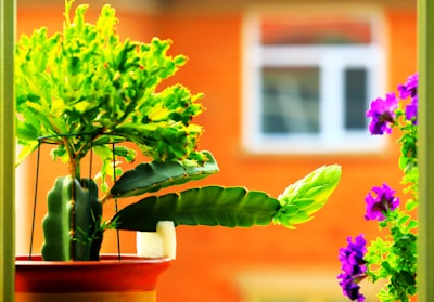 A vibrant plant in a decorative pot brightening up a cozy living room.