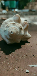 Close-up of a vibrant conch shell resting on white sand with gentle waves in the background