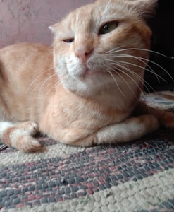 A light orange tabby cat with a calm expression is lying on a textured, woven rug with a mix of colors. The cat has closed eyes and is positioned against a pastel-colored wall.