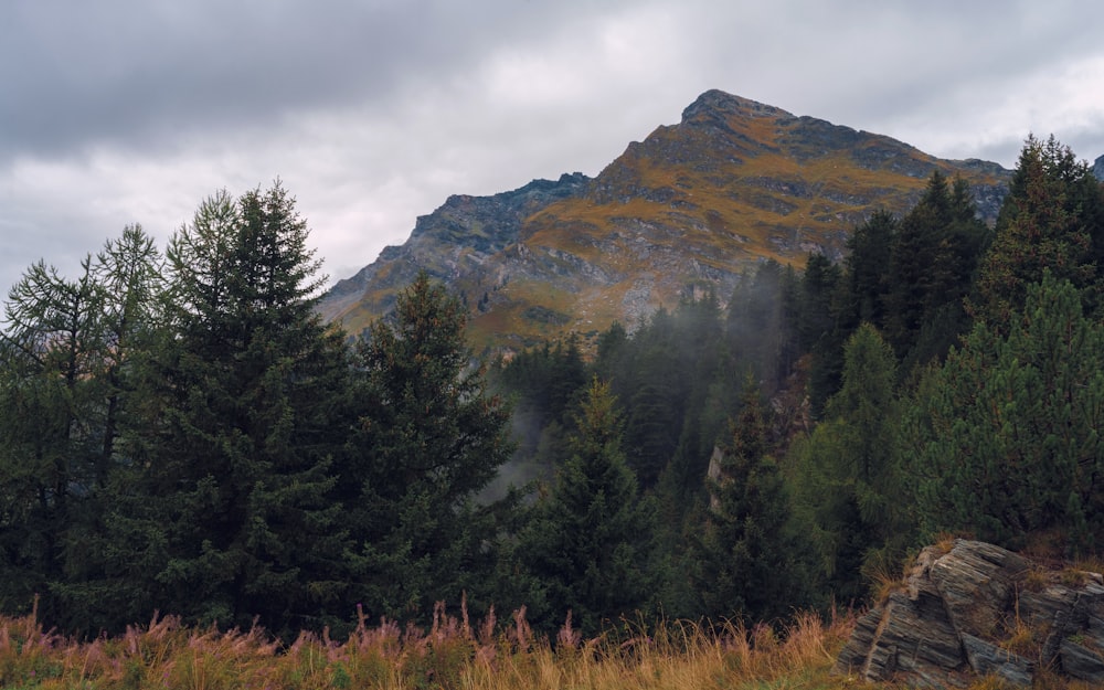 a view of a mountain with trees in the foreground