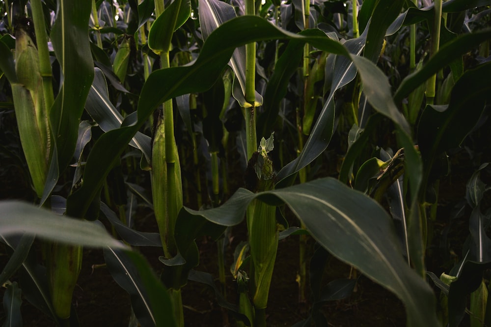 a field of corn is shown in this image