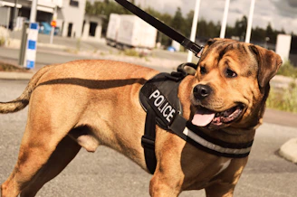 Police officers with a trained dog patrolling a neighborhood street.