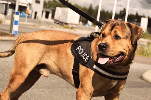 A brown dog wearing a black harness labeled 'Police' stands outdoors on a paved surface. Its mouth is open with its tongue out, and it appears alert. In the background, there are industrial buildings, greenery, and a parked truck.