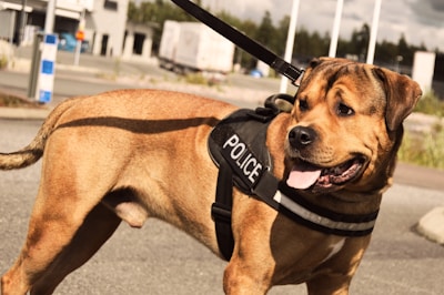 A brown dog wearing a black harness labeled 'Police' stands outdoors on a paved surface. Its mouth is open with its tongue out, and it appears alert. In the background, there are industrial buildings, greenery, and a parked truck.