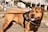 A brown dog wearing a black harness labeled 'Police' stands outdoors on a paved surface. Its mouth is open with its tongue out, and it appears alert. In the background, there are industrial buildings, greenery, and a parked truck.