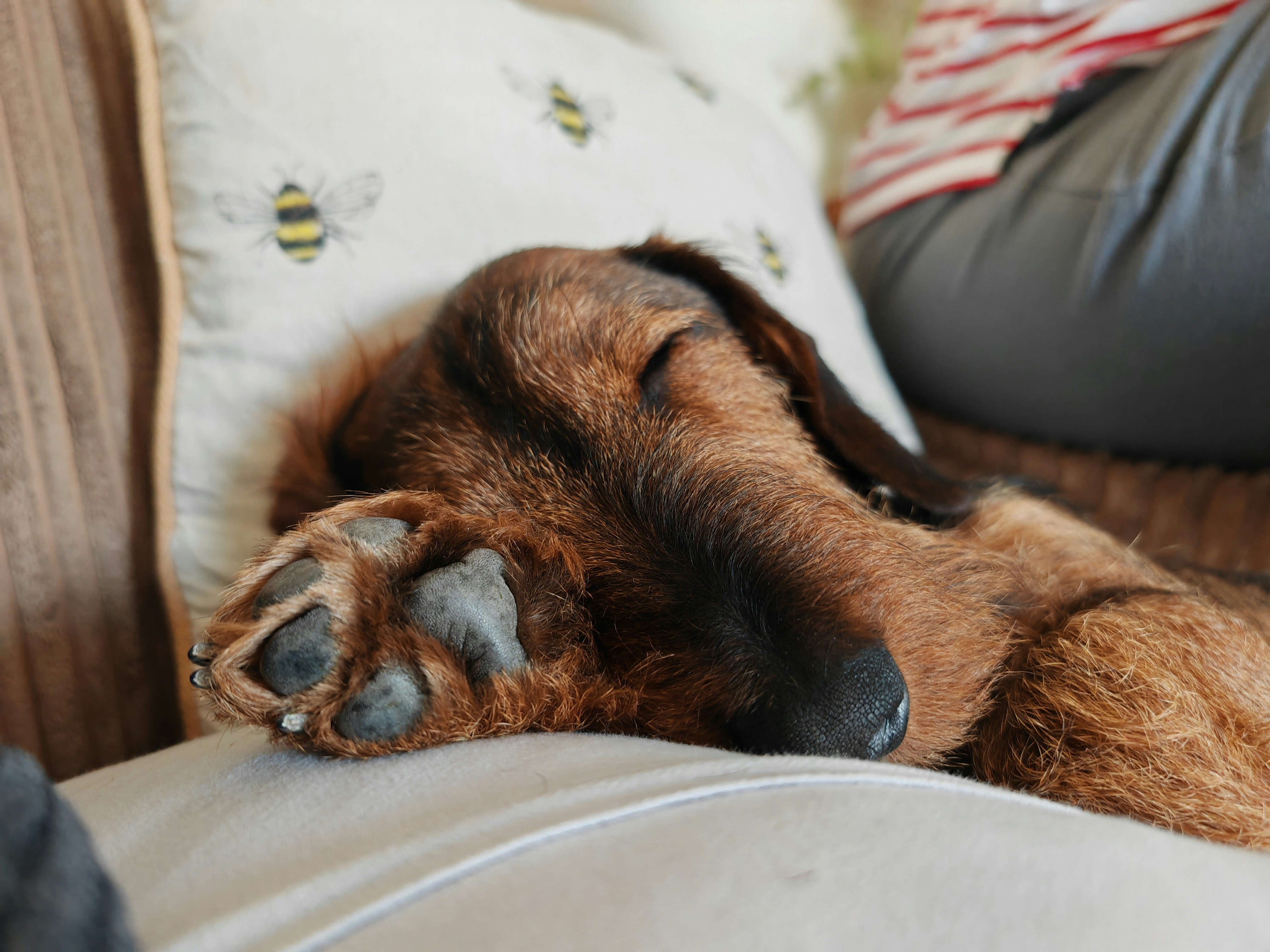 Are Beans Safe for Dogs?