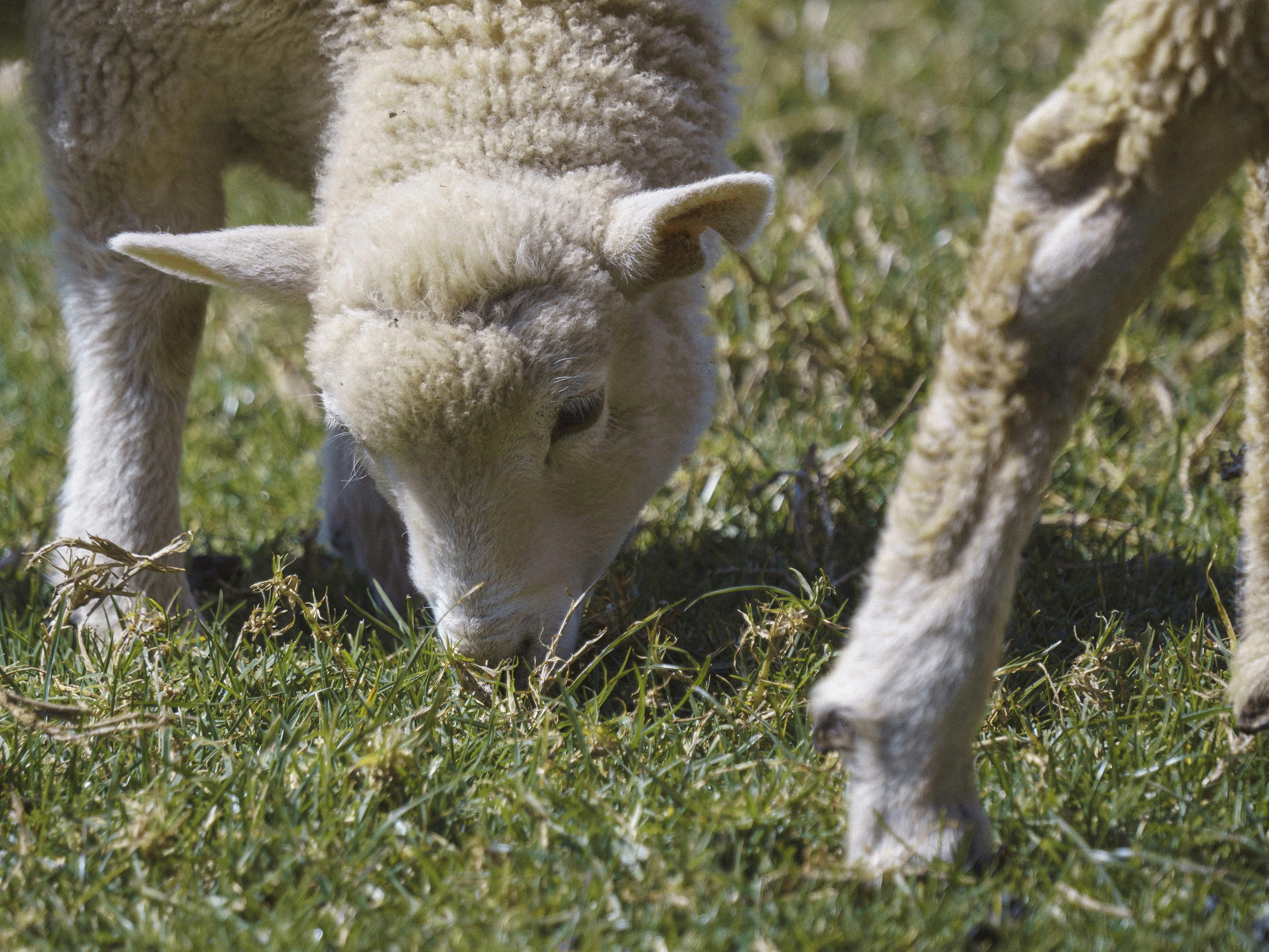 a close up of a sheep grazing in a field