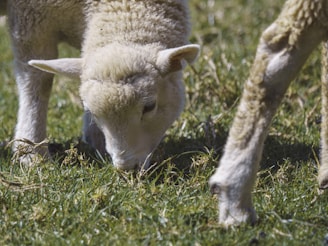 A young lamb is grazing on green grass in a pasture. Its woolly coat appears soft and fluffy, reflecting natural light. Another part of the lamb, possibly its leg or that of another sheep, is visible beside it, emphasizing the texture of the wool and the fresh grass beneath.