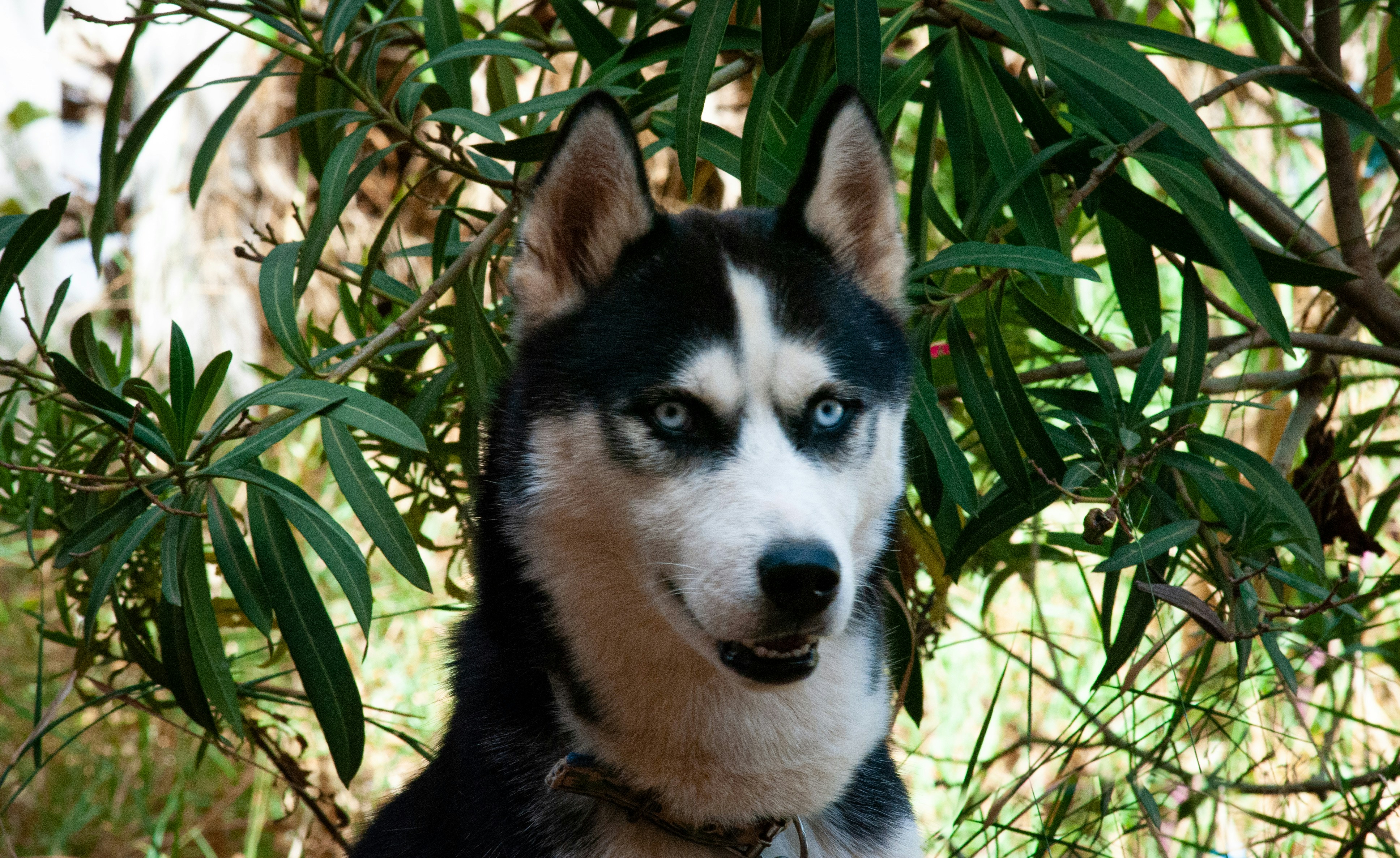 un chien husky aux yeux bleus assis sous un arbre
