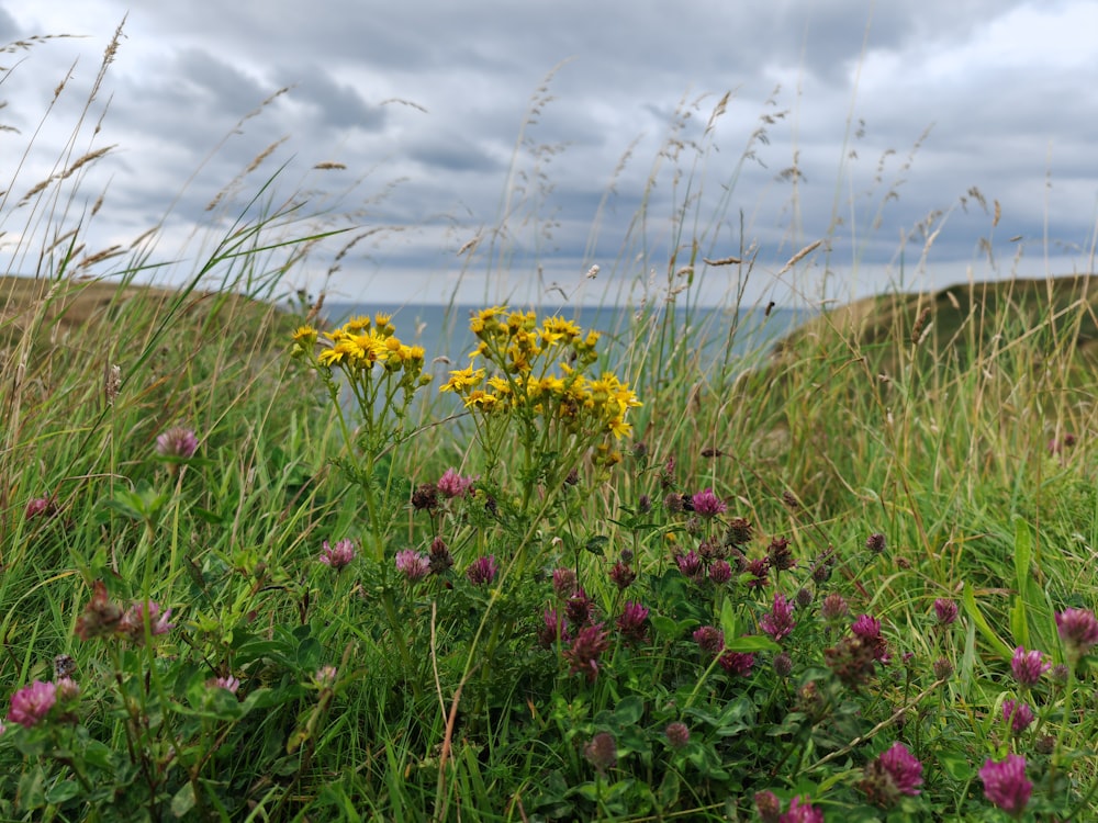 a field of wildflowers on a cloudy day