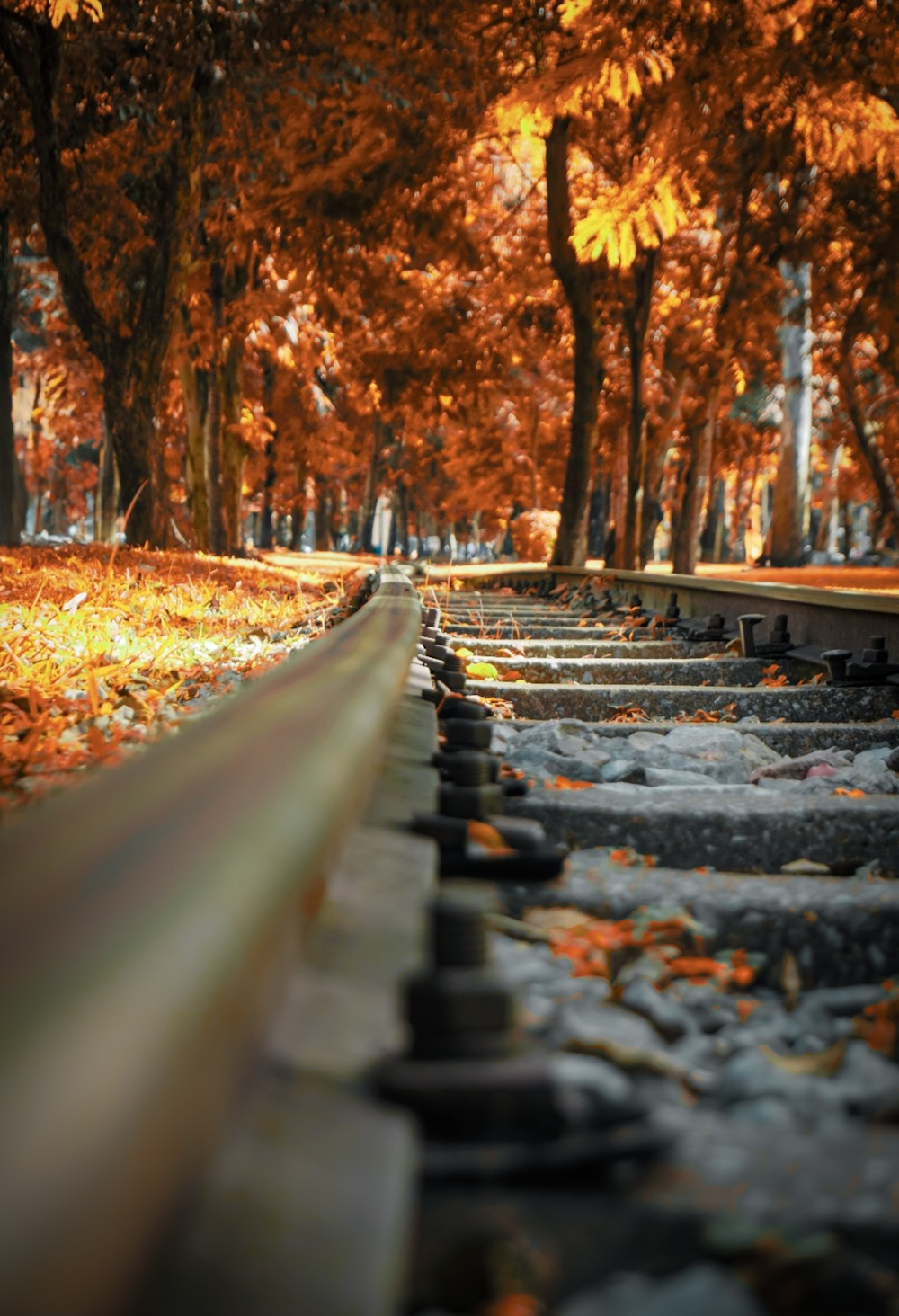 a train track running through a forest filled with trees