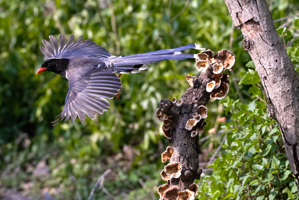 a bird flying over a bunch of mushrooms