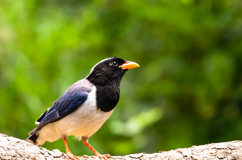 a black and white bird sitting on a tree branch