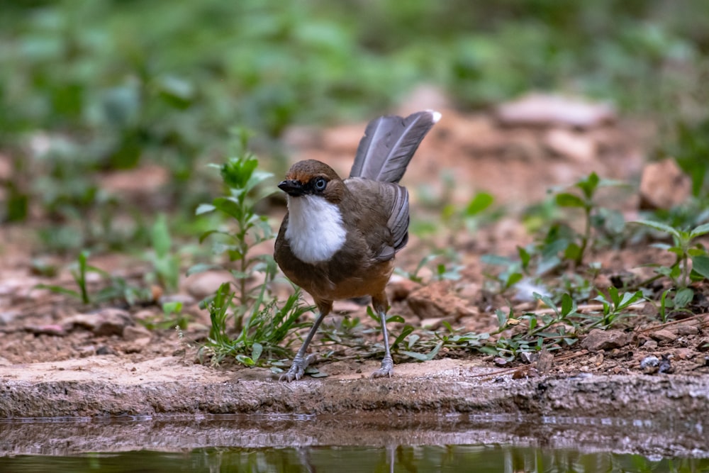 a brown and white bird standing next to a body of water