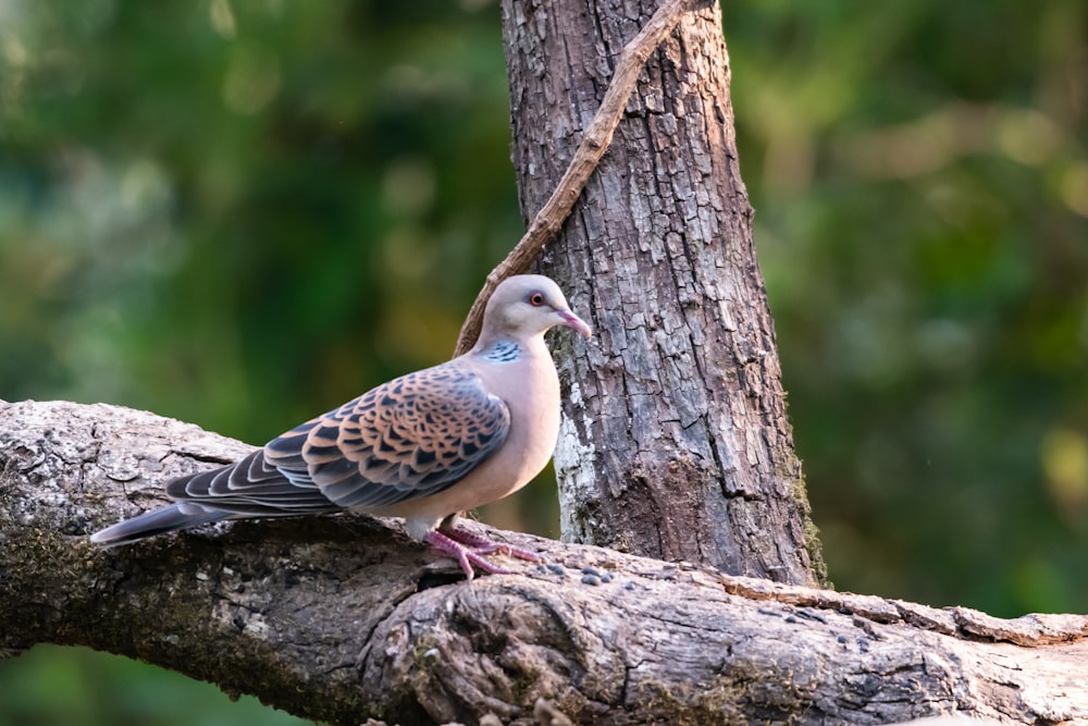 a bird is perched on a tree branch