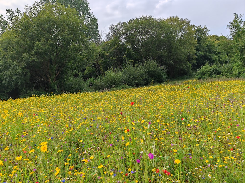 a field of wildflowers and trees on a cloudy day
