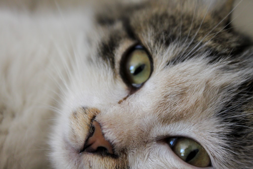 a close up of a cat laying on its side