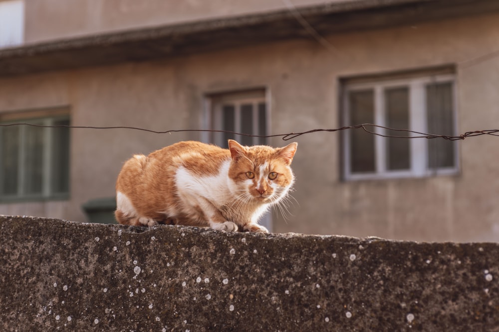 an orange and white cat sitting on top of a stone wall