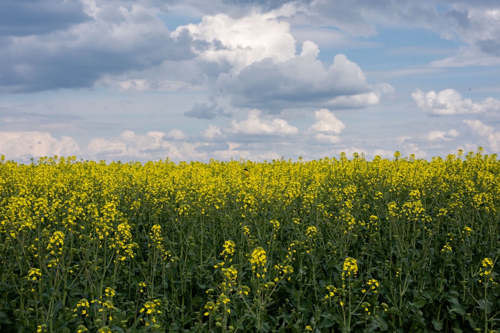 a field full of yellow flowers under a cloudy sky