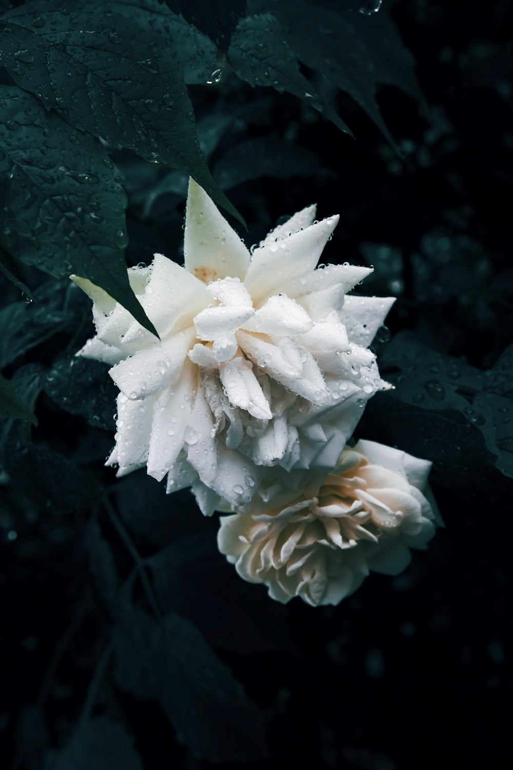 una flor blanca con gotas de agua