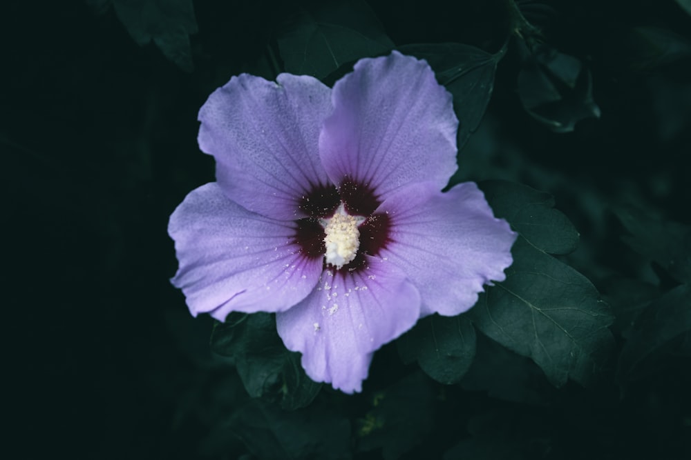a purple flower with a white center surrounded by green leaves