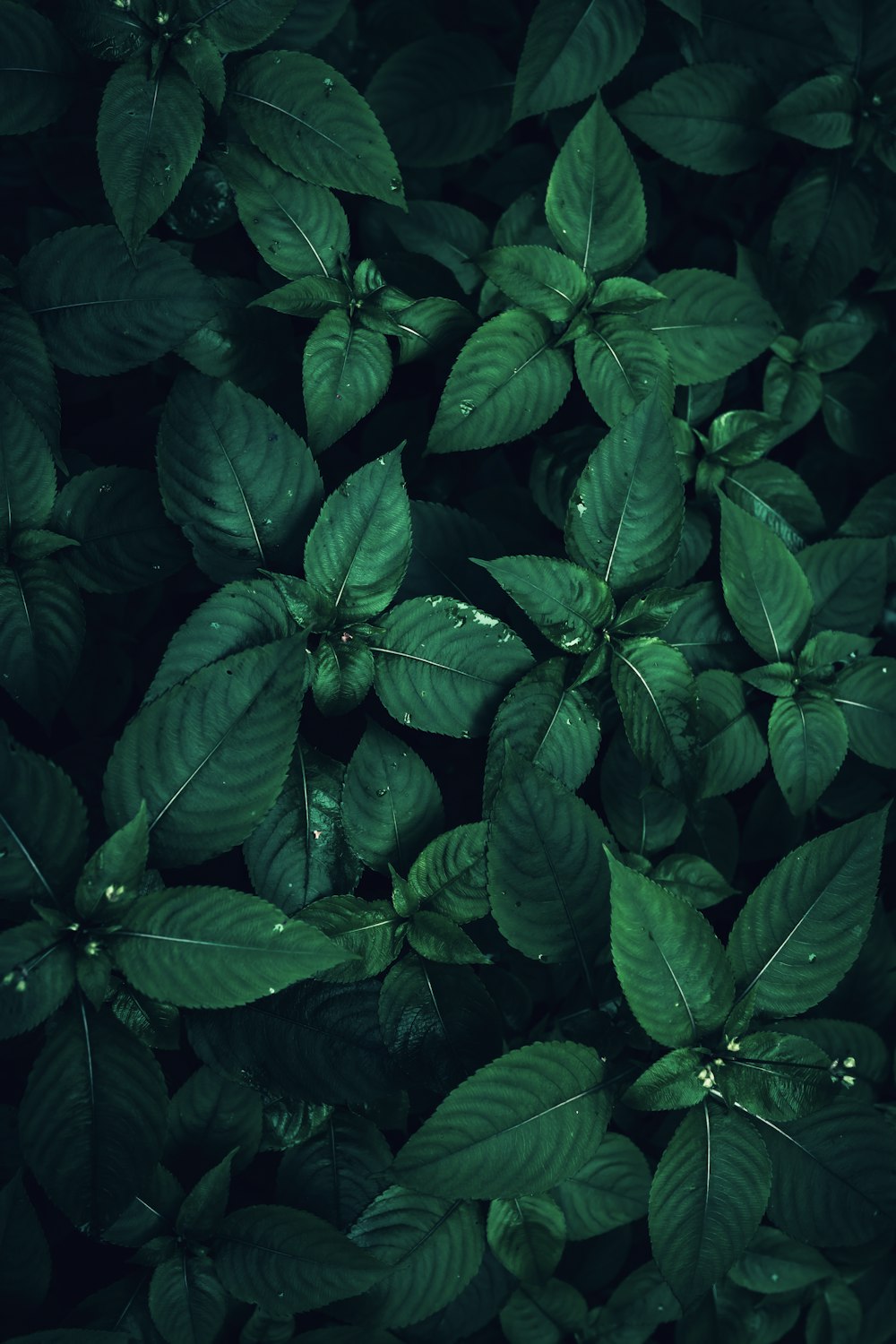 a green plant with lots of leaves on it