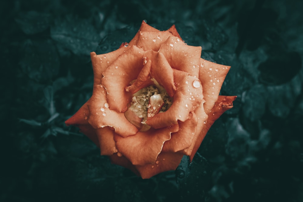 an orange flower with water droplets on it