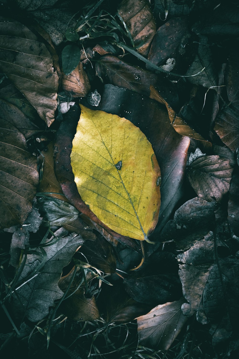 a yellow leaf laying on top of leaves on the ground