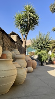 Large landscape pots placed in a sunny garden area, filled with blooming flowers and healthy foliage.