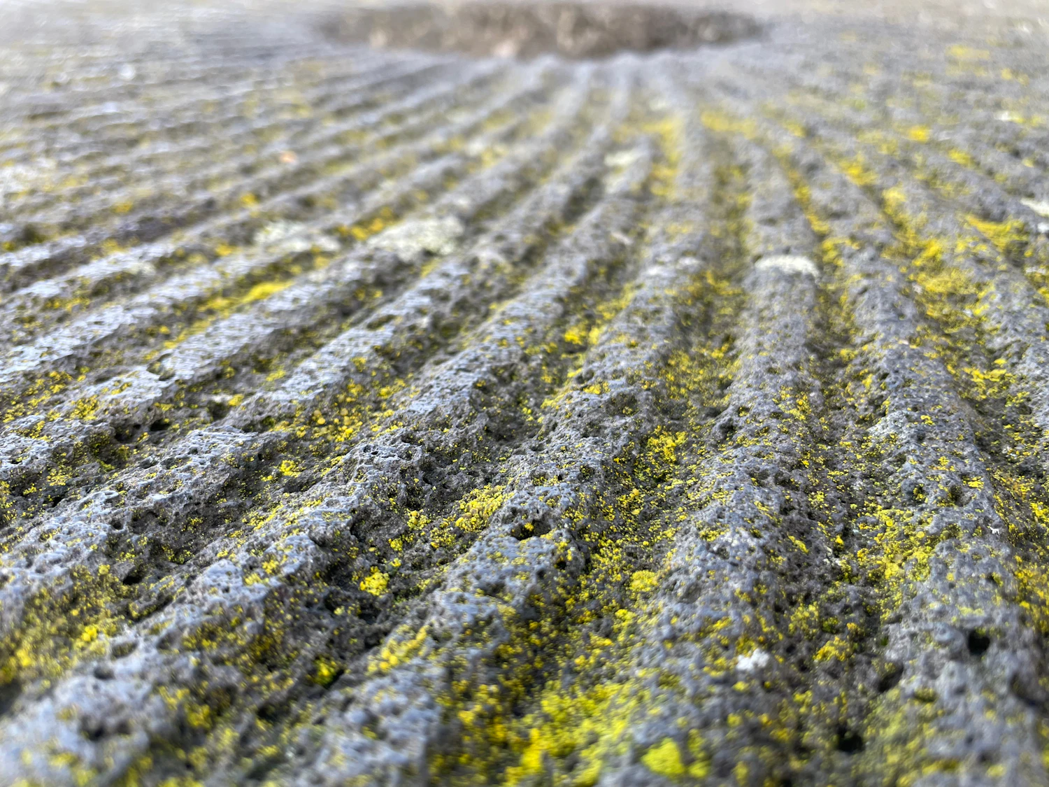 A weathered stone disc lying outdoors, its cut furrows running out from the centre and spotted with lichen