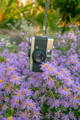 A vintage camera is suspended above a field of vibrant purple asters with yellow centers. The background is a blur of greenery, emphasizing the beauty and focus on the flowers and camera.