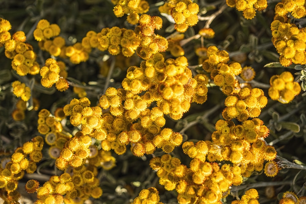 a bunch of yellow flowers that are on a tree