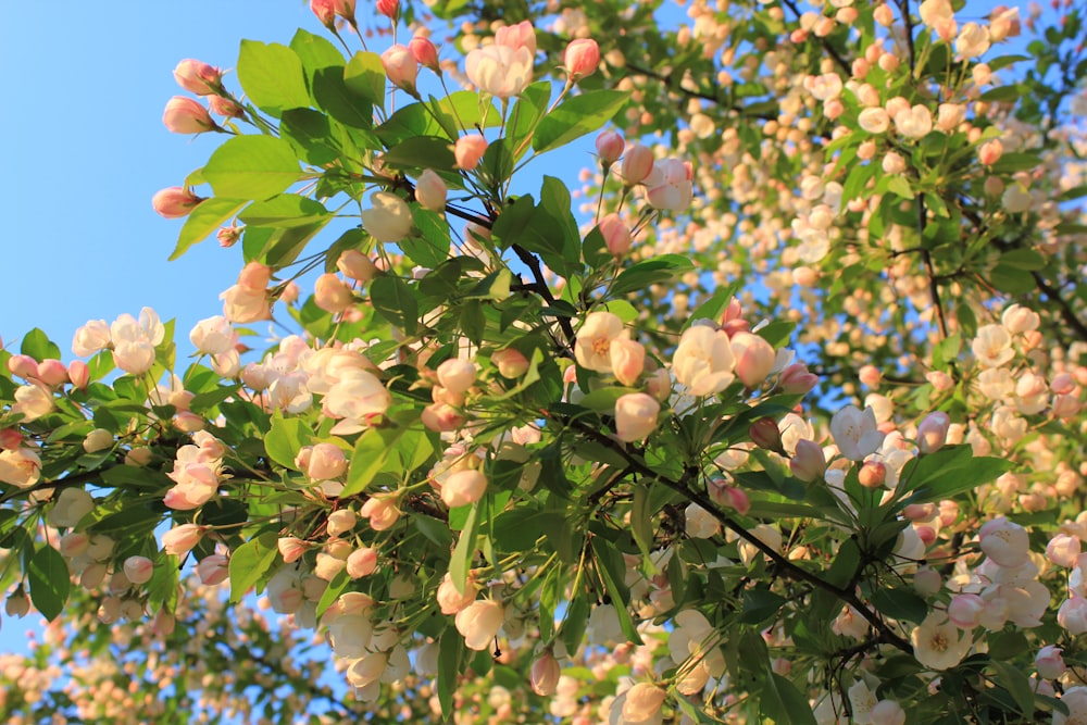 분홍색과 흰색 꽃이 많이 만발한 나무