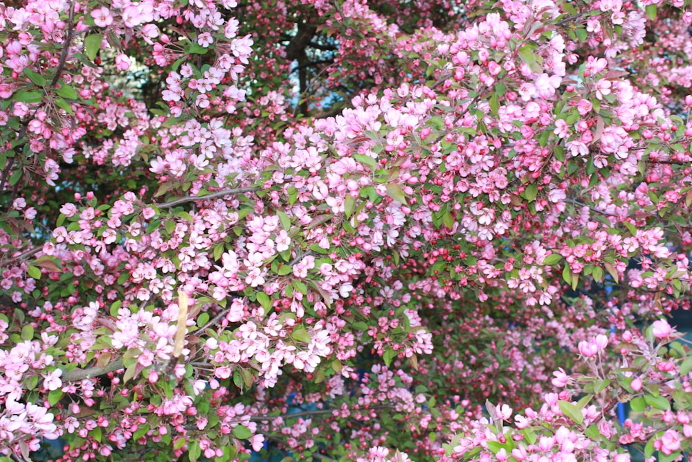 a bush with pink flowers and green leaves